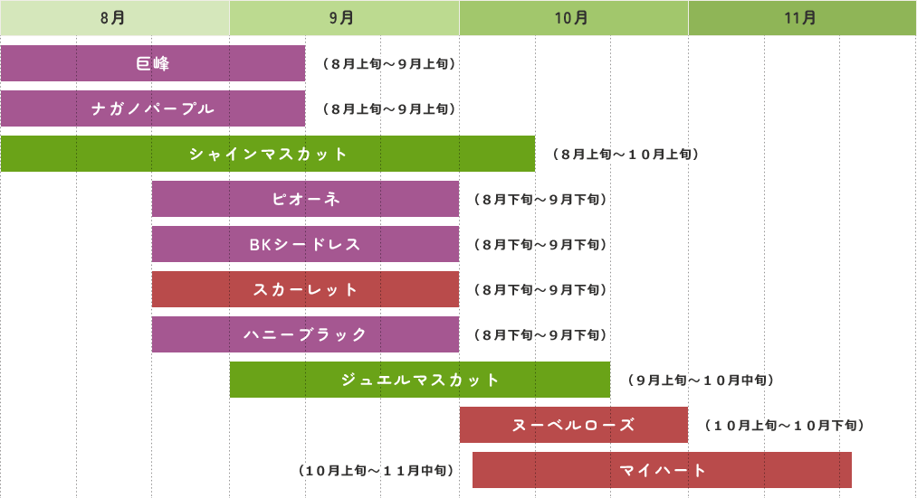 山梨産のぶどうの収穫時期